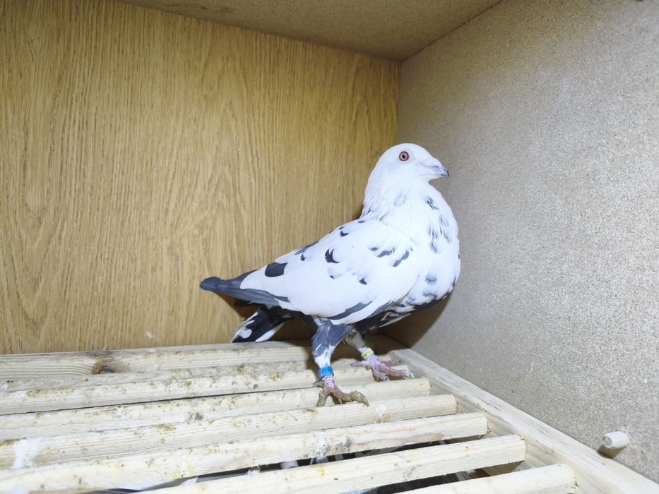 Gołębie pocztowe tygrys