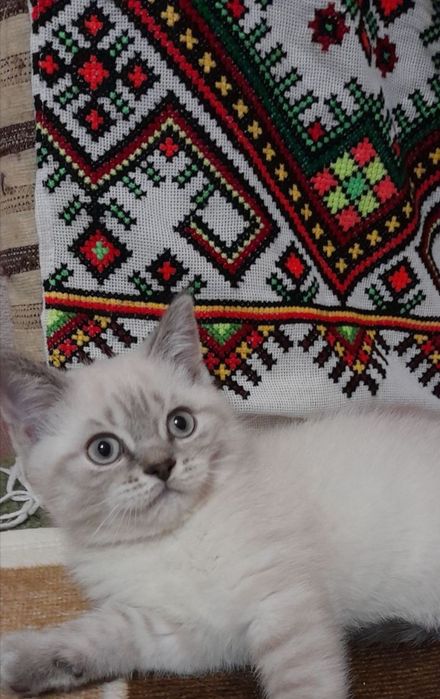 Український кото козачок