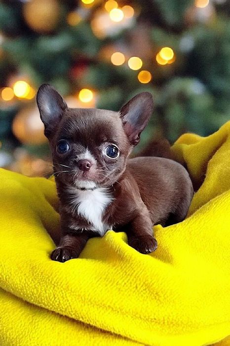 девочка чихуахуа шоколадного окраса мини
