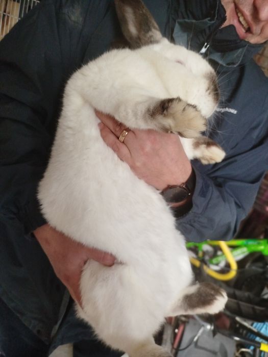 Продам Кролів Дорослі та молодняк