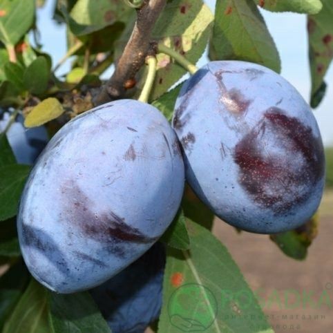 Саджанці сливи. Опт/роздріб