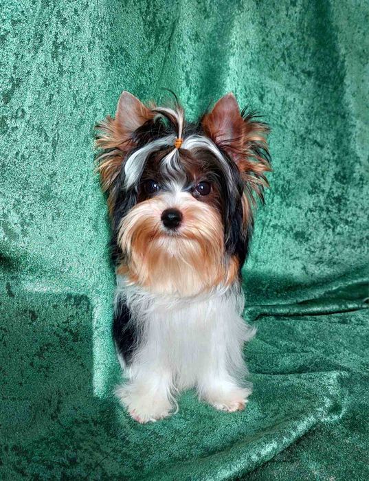 Шикарные щенки Биверйорк с документами