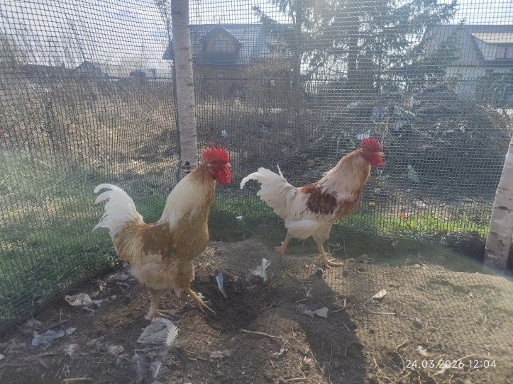 Kogut Rasy Leghorn na wolnym wybiegu