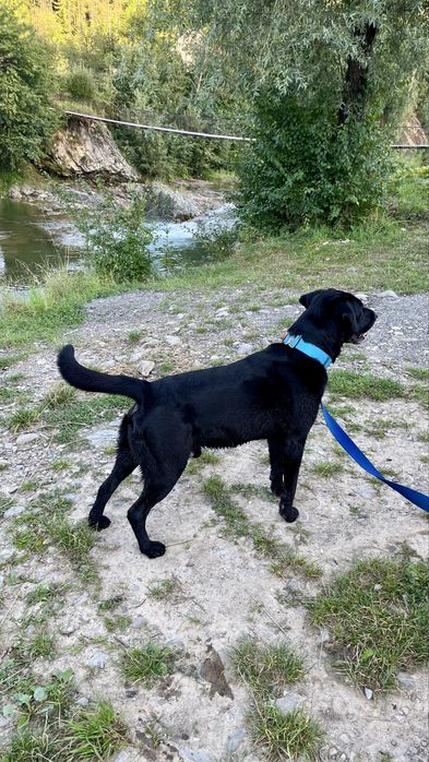 В'язка. ЛАБРАДОР шукає подругу для створення ідеальних цуциків