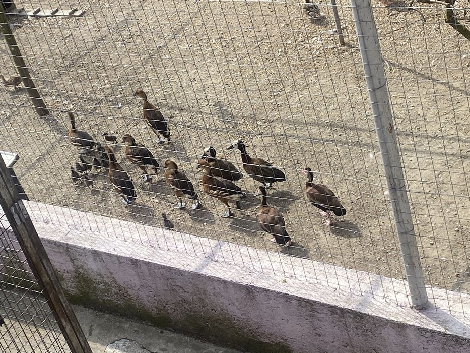 Vendo patos exoticos varias mutacoes