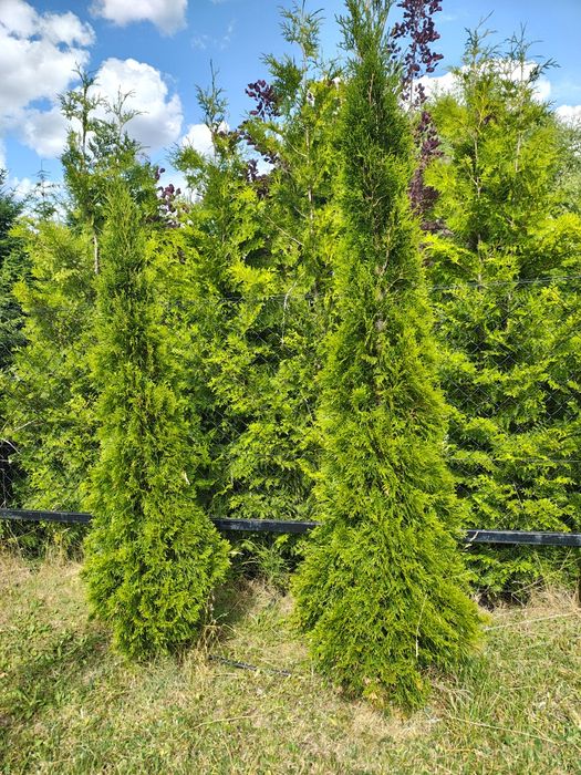 Thuja szmaragd ...