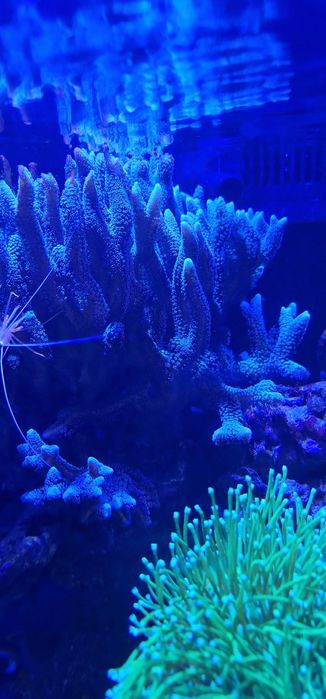 Corais Seriatopora guttatus 20cmX25cm