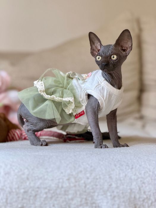 Sfinks Sphynx kanadyjski kotka