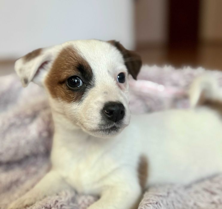 Jack Russell Terrier Bianka od #SMARTIE JACKS# pure breed female Jack