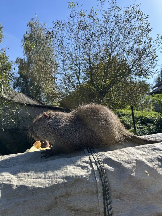 Нутрія жива вага