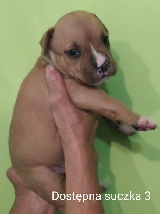 Amstaff suczka Rodowód ZKWP FCI Zapraszamy do rezerwacji