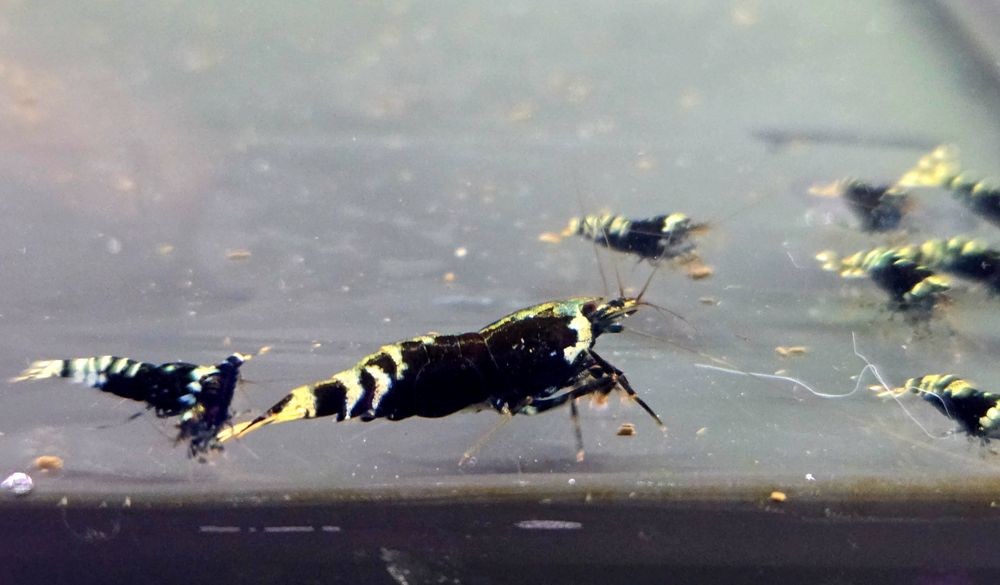 Krewetka Nanasi black (caridina)
