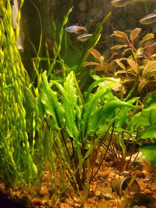 Продам водоросли что на фото. Без химии  выложены.