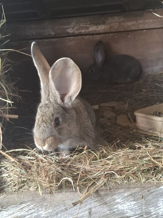 Belgi młode sprzedam!
