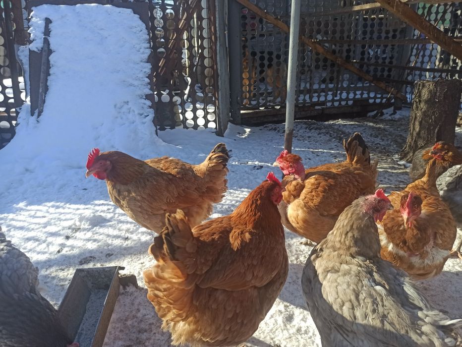 Куры мясо - яичной породы.