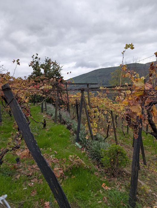 Casa   para  venda .