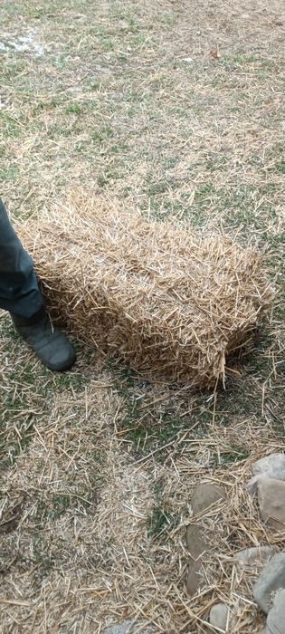 Продам тюки соломи 2024р. Солома хороша  60 грн