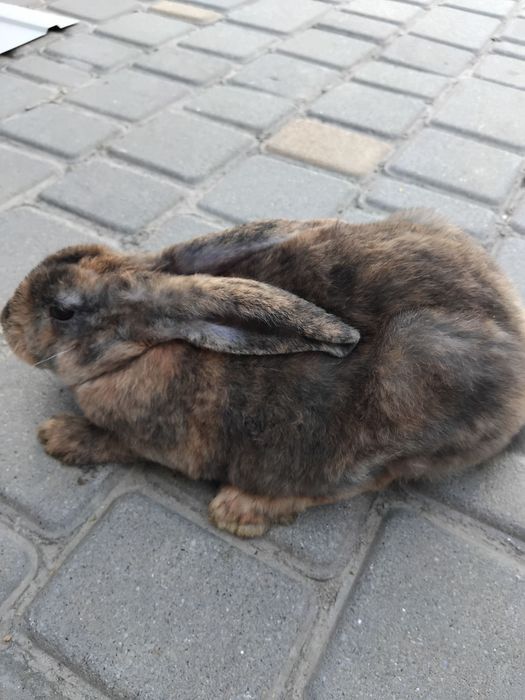 Продам Кроликів Рекси
