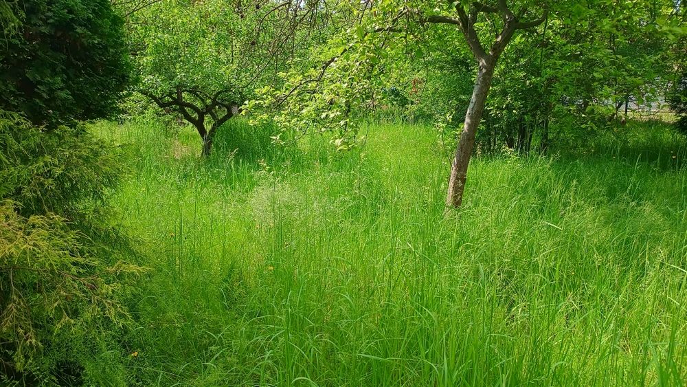 Wykaszanie/koszenie traw kosą spalinową.