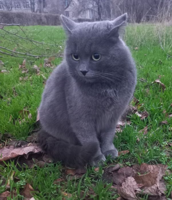 Молодий котик в найкращу сім'ю