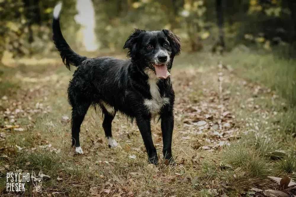 Ringo nadal szuka domu