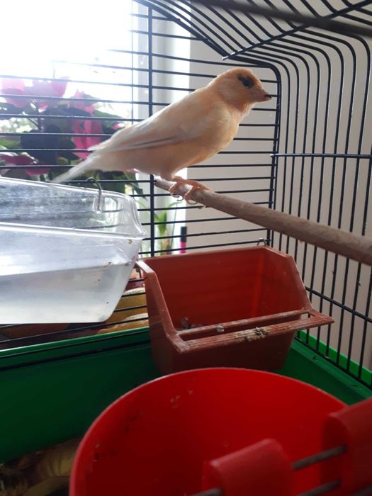 kanarek  samiec samczyk pięknie śpiewa sprzedam lub zamienię na samicę