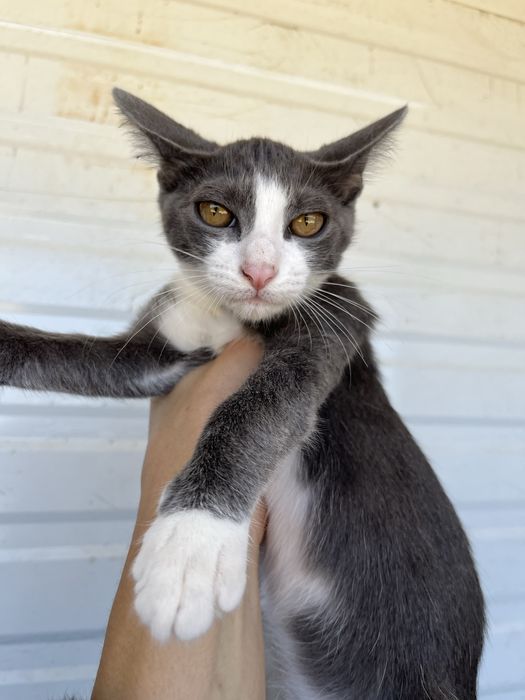 Ash- Gatinho bebé para Adoção