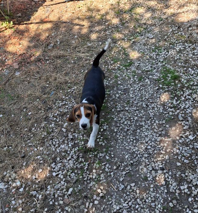 Uroczy Beagle - idealny towarzysz