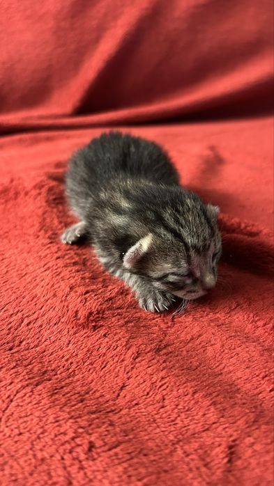 Gato bebé para adoção