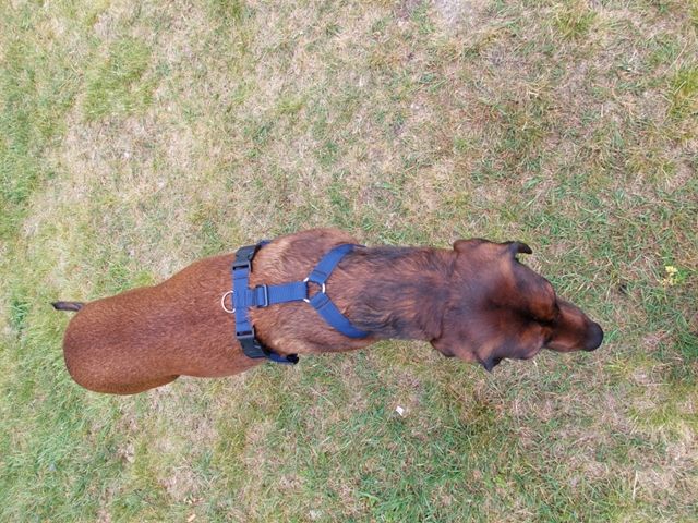 szelki guard sunka basic dla psa l-xl