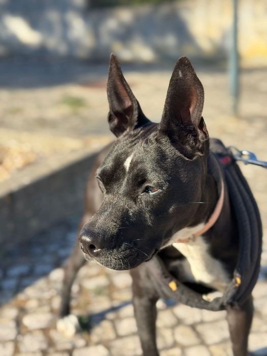 Cadela super dócil com 4 anos