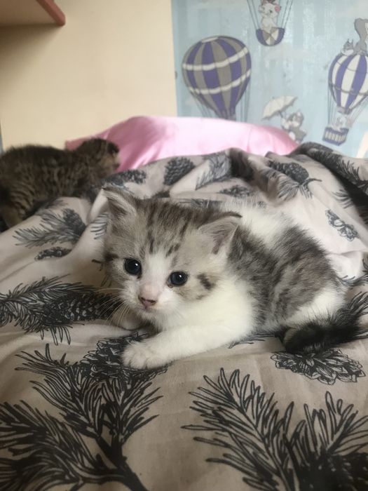 Відам котенят-дівчаток у добрі руки!