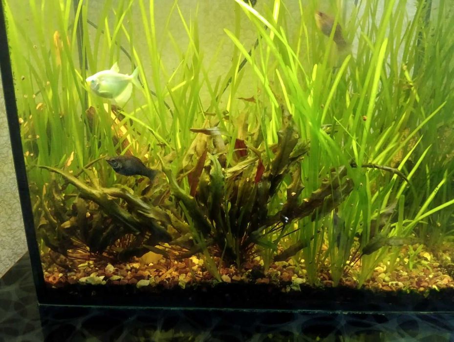 Продам акваріум об'ємом 90 літрів з усим обладнанням