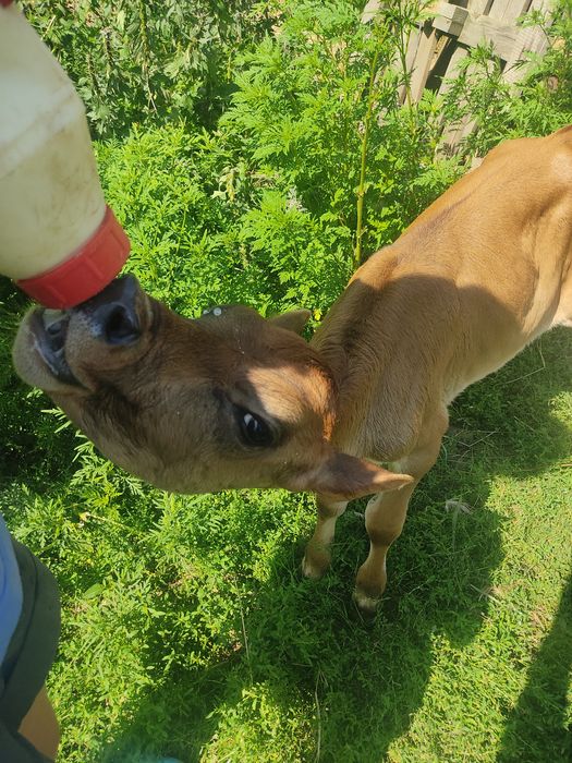 Джерсійський бичок