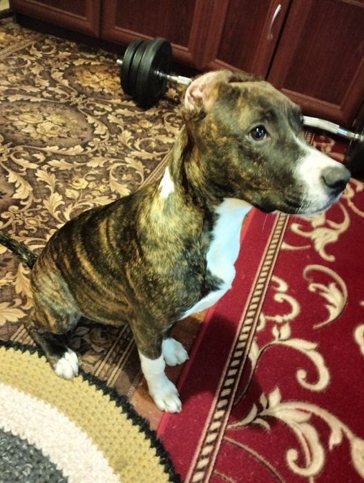 Продам Американських Пітбультер'єрів