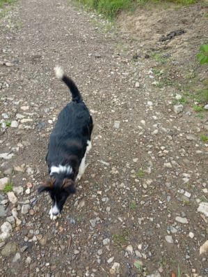 Szczeniak rasy border collie z rodowodem
