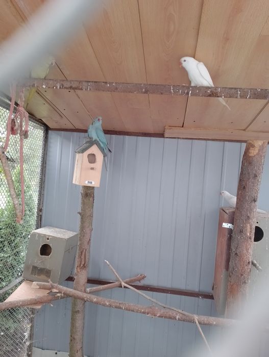 Sprzedam bażanty złote