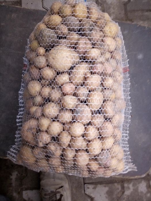 Ziemniaki  odpadowe /paszowe 300 worków