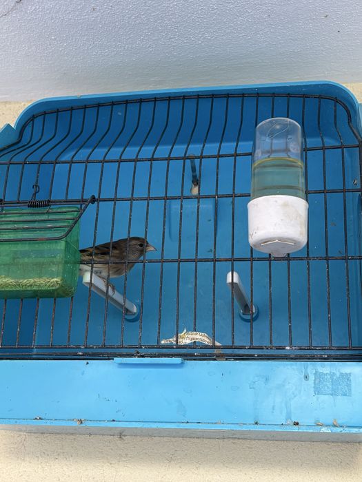 Vendo hibridos de pintassilgo