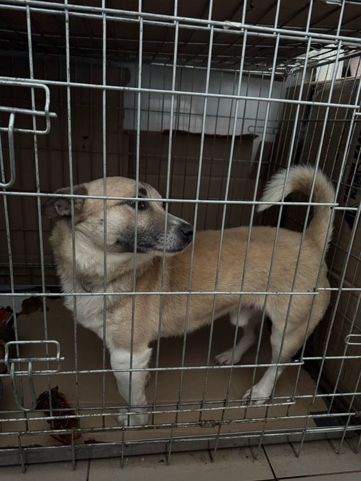 Песик шукає дім та родину