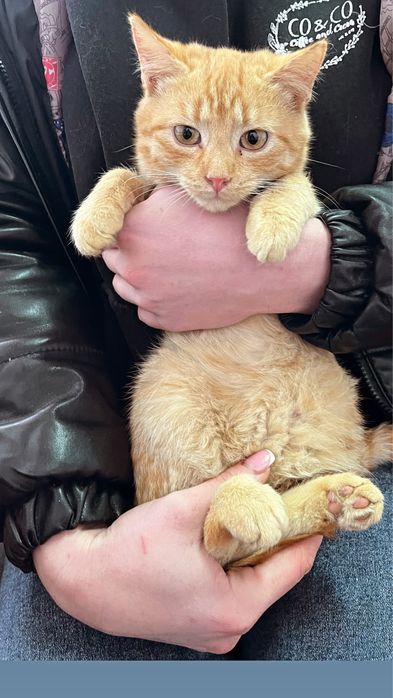 Котенята шукають дім !