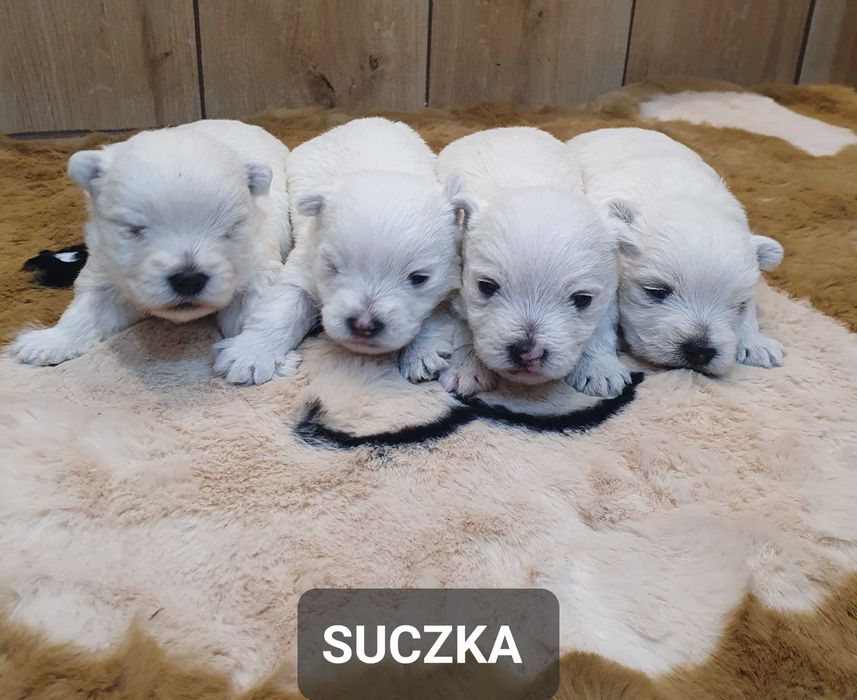 West Highland White Terrier - Śliczna suczka