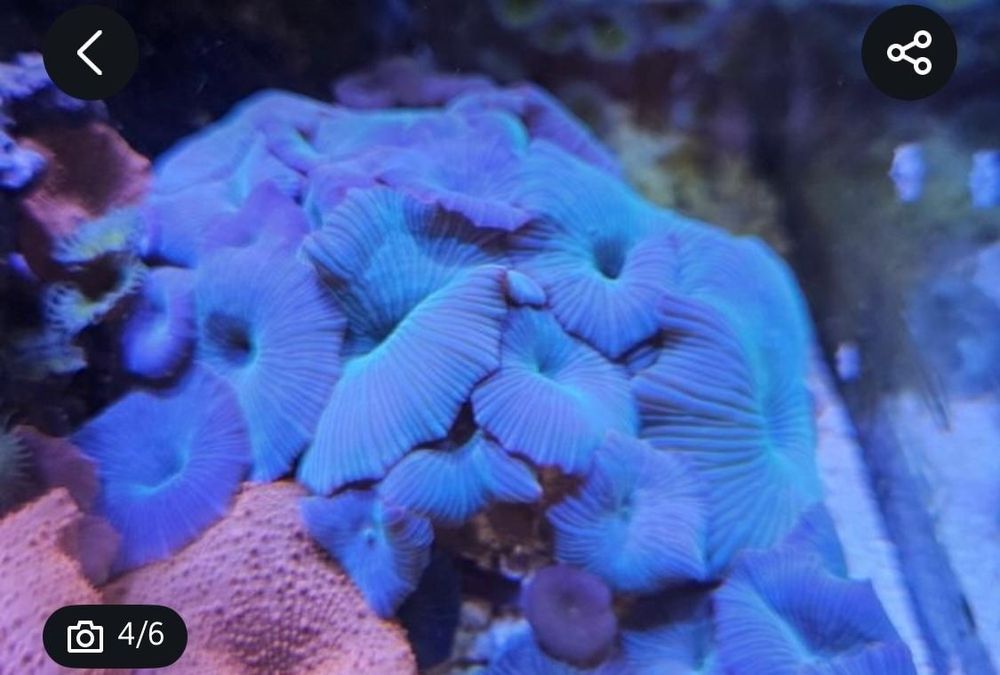 4 corais incluindo euphyllia parancora