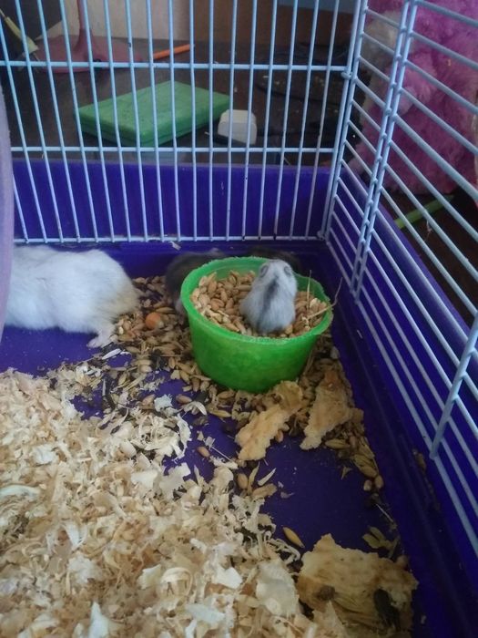 Хомячки Кременчуг