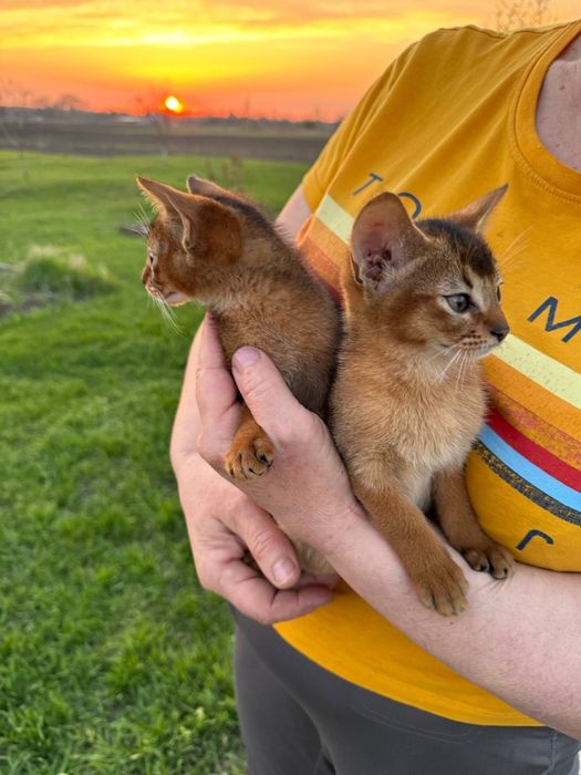 Супер ціна.Зробіть собі подарунок до свята