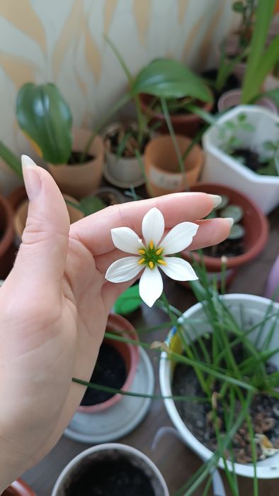 Вазон зефірантеса