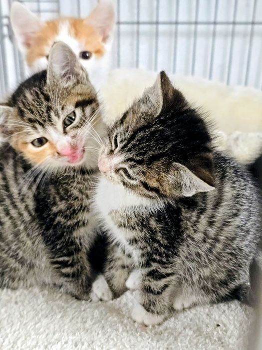 Uratowane maluszki niczym Atomówki,trikolor bura ruda