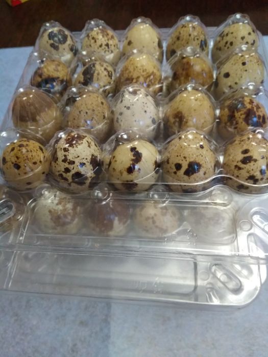 Інкубаційні перепелині яйця