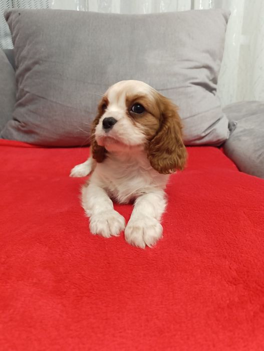 Sunia - Cavalier Charles Spaniel