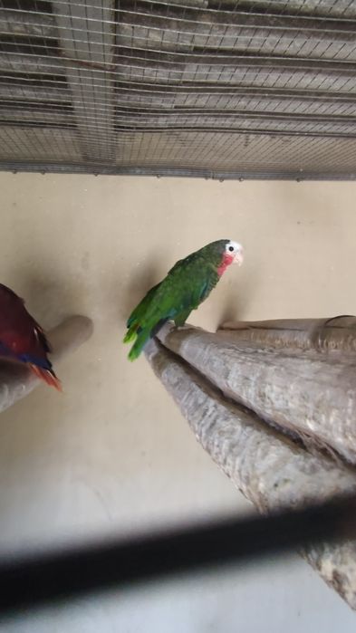 Fêmea de papagaio cubano de 2020 amazonas leucocephala impecável